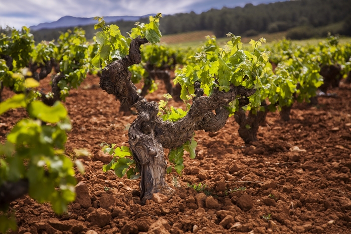 vinedos